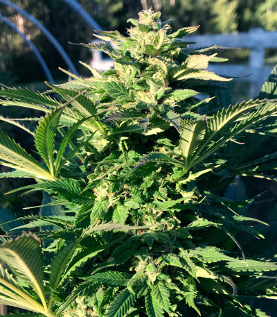 Golosa Early Version fem (Delicious Seeds) семена конопли