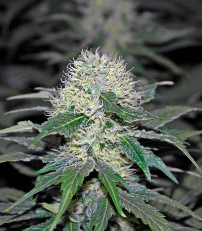 Hashberry reg (Mandala Seeds) семена конопли