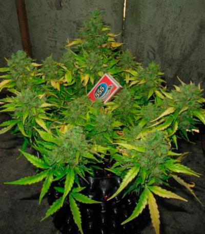 Il Diavolo Auto fem (Delicious Seeds) семена конопли