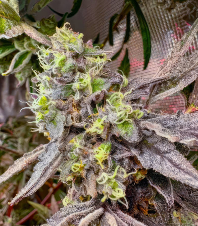 Jet Puft fem (Compound Genetics) семена конопли