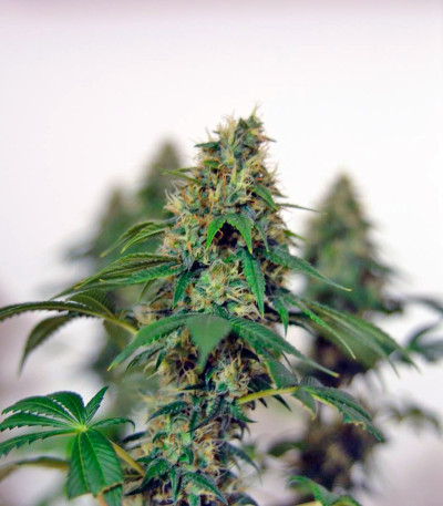 Lemon Skunk fem конопля Green house seeds