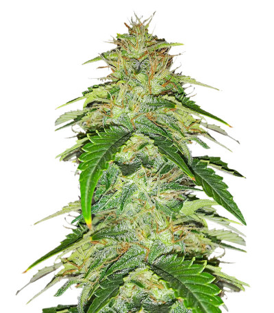 Original Auto Russian fem семена конопли