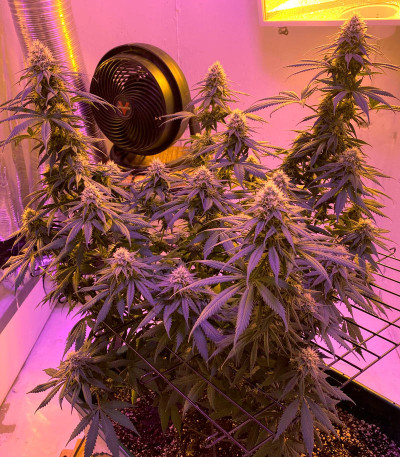 Original Cheese (IBL) fem семена конопли