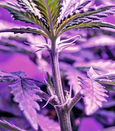 Pakistan Valley fem (World of Seeds) семена конопли