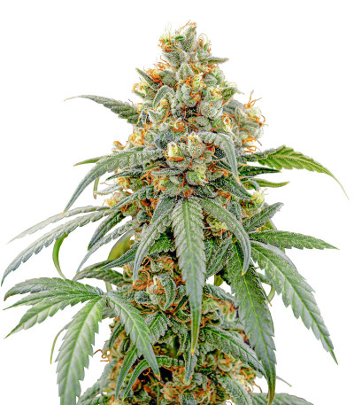 Papaya Zoap F1 Fast Version fem (Sweet Seeds) семена конопли