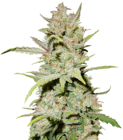 Pineapple Express Auto fem (FastBuds) семена конопли