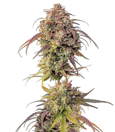 Purple Punch fem (Barney's Farm) семена конопли