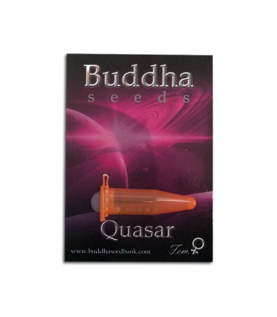 Buddha Quasar fem семена конопли