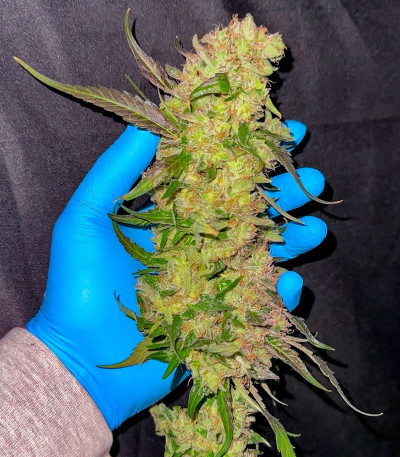 Rainbow Melon fem (FastBuds) семена конопли