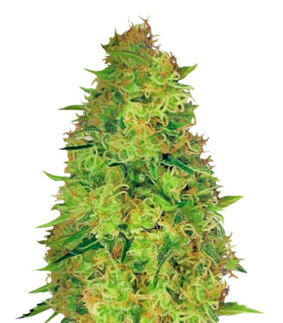 Red Leicester Tease fem (Dr. Krippling Seeds) семена конопли