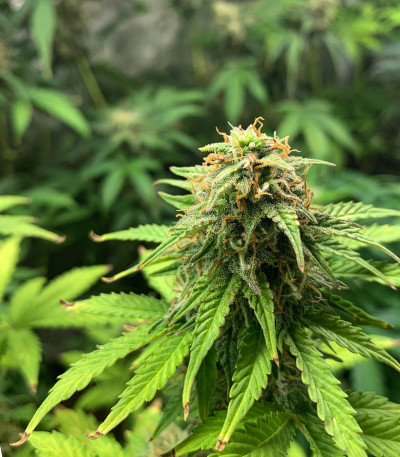 Rhino Ryder Auto fem (FastBuds) семена конопли