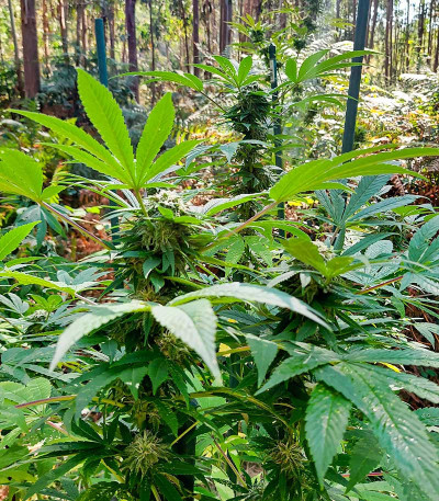 Royal Runtz fem (Royal Queen Seeds) семена конопли