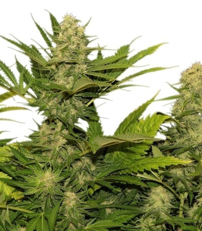 Skunk XL fem (Royal Queen Seeds) семена конопли