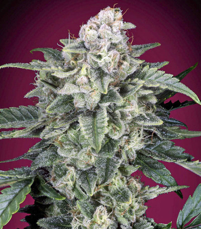 Slurricane fem (Advanced Seeds) семена конопли