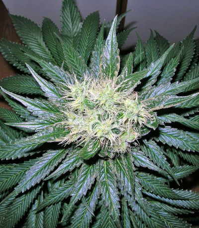 Smile Max Auto fem семена конопли