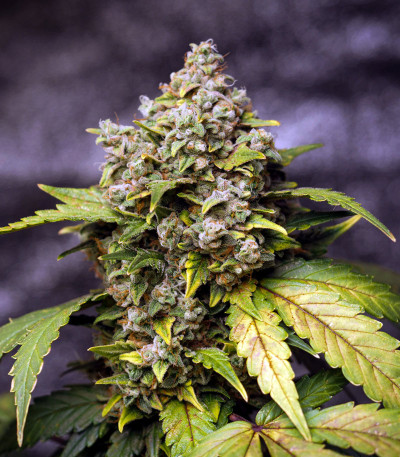 Stardawg auto fem (FastBuds) семена конопли