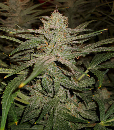 Wedding Cake Auto fem (Barney's Farm) семена конопли