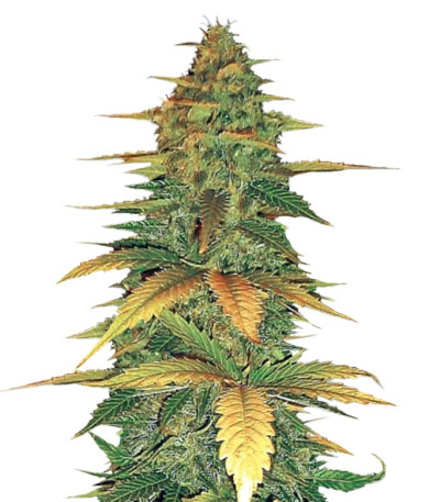 Auto Wild Dwarf fem семена конопли