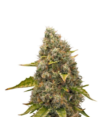 White Widow fem (Royal Queen Seeds) семена конопли