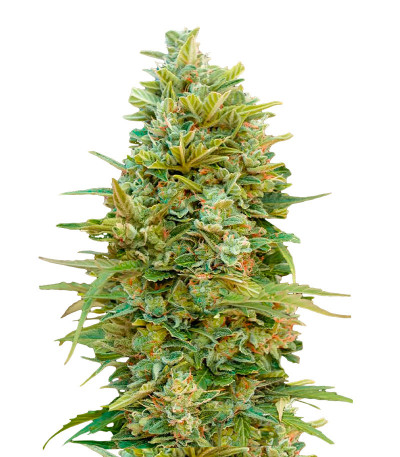 Auto Do-Si-Dos Cookies fem (00 Seeds) семена конопли