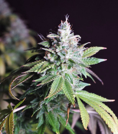 Glookies fem (Barney's Farm) семена конопли