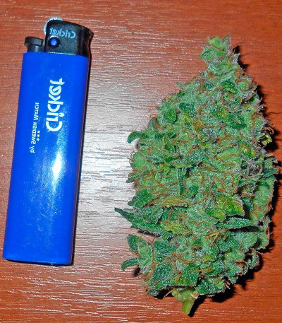 Haze Autoflowering fem (Dinafem Seeds) семена конопли