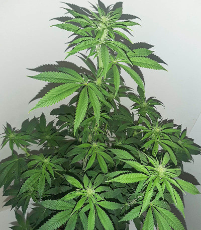 Катюша fem (Kalashnikov Seeds) семена конопли