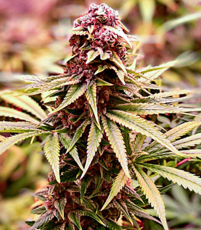 Alpha 21 fem (AlphaFem Seeds) семена конопли