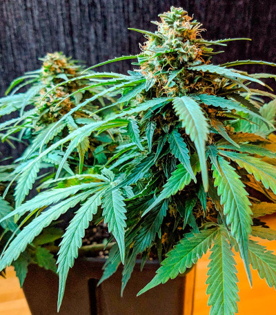 Apple Betty Auto fem (Herbies Seeds) семена конопли