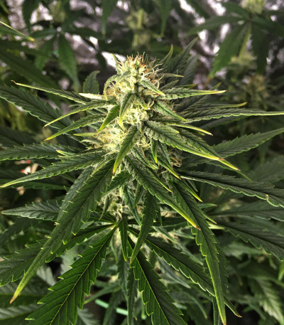 Auto Anubis fem (Pyramid Seeds) семена конопли