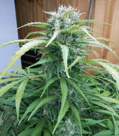 Auto Orange Bud fem (Dutch Passion) семена конопли