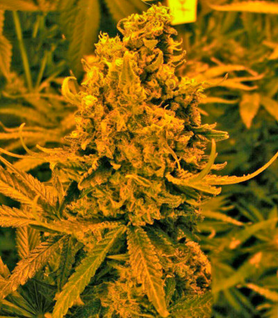 Blueberry Kush Automatic fem (Nirvana Seeds) семена конопли