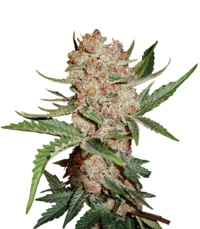 Bubblelicious Automatic fem (Nirvana Seeds) семена конопли