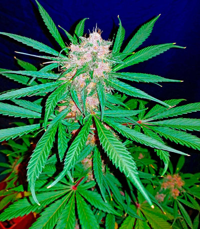 C4 auto fem семена конопли