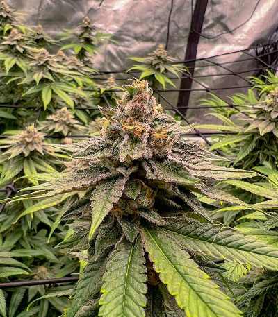 Candy Store RBX fem (Ethos Genetics) семена конопли