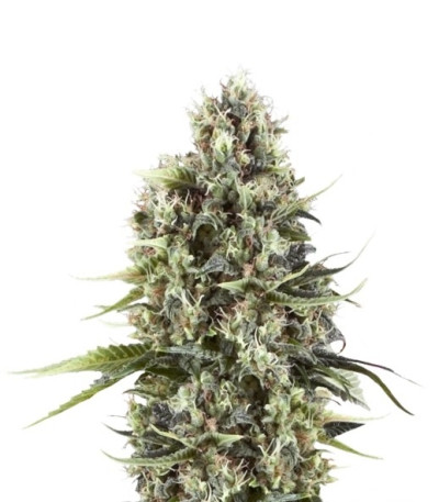 Chocolate Haze fem (Royal Queen Seeds) семена конопли