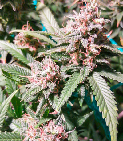 Critical Impact fem (Vision Seeds) семена конопли