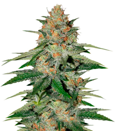 Delicious Candy fem (Delicious Seeds) семена конопли