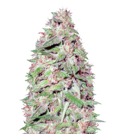 Dizzy Lights Auto fem (Dr. Krippling Seeds) семена конопли