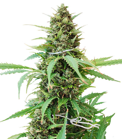 Glue Gelato Auto fem (Barney's Farm) семена конопли