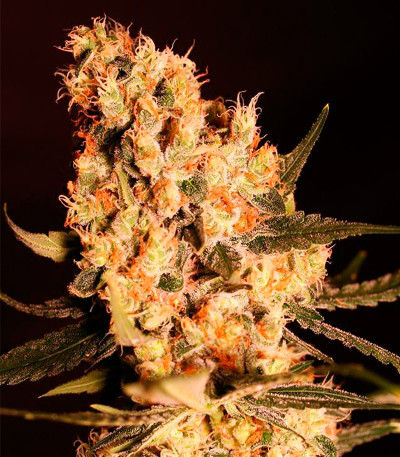 Jamaican Dream fem (Eva Seeds) семена конопли