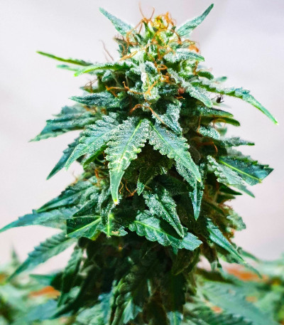 Kali Banner fem (AlphaFem Seeds) семена конопли