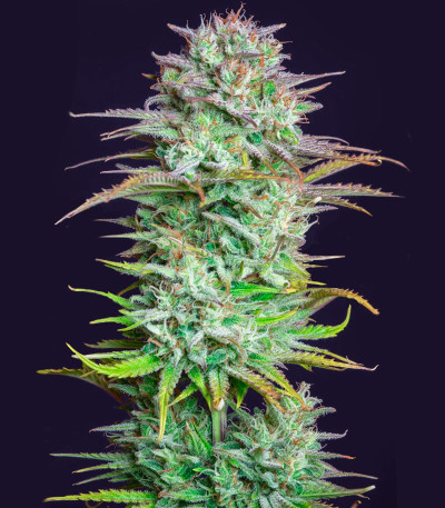 Kosher Cake Auto fem (FastBuds) семена конопли