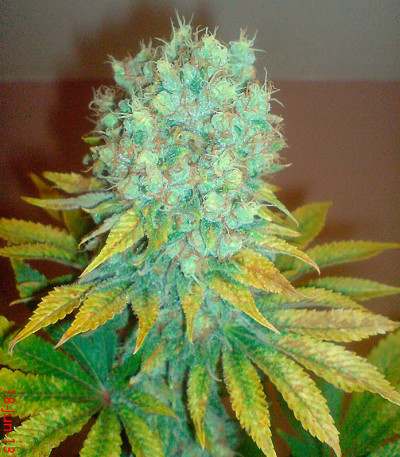 Missing In Barcelona fem семена конопли