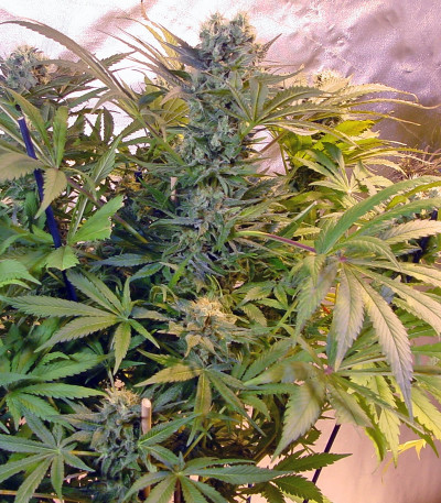 Motavation reg (Serious Seeds) семена конопли