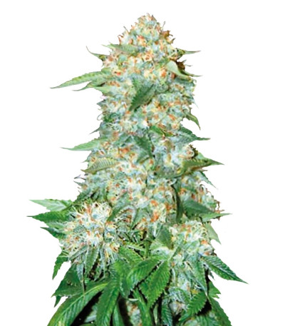 OG Kush fem (Bulk Seed Bank) семена конопли