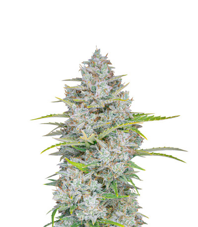 Orange Sherbet Auto fem (FastBuds) семена конопли