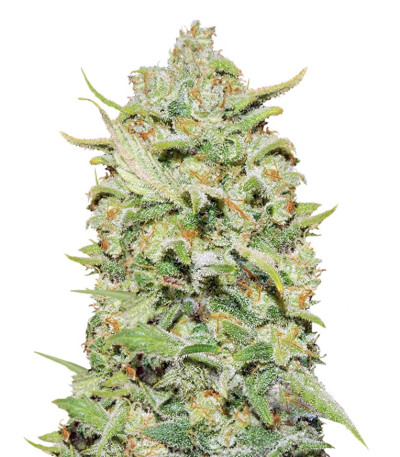 Peyote Critical fem (Barney's Farm) семена конопли