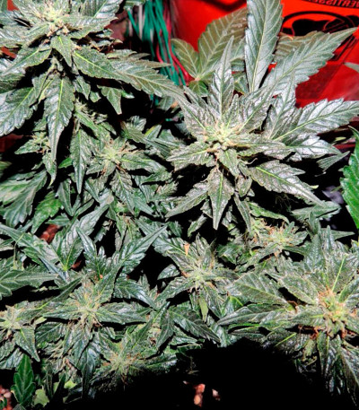 Pakistan Ryder Auto fem семена конопли