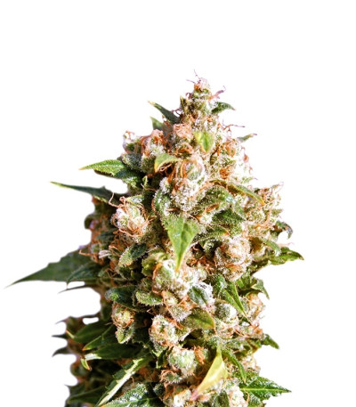 Queso (Kiss) fem семена конопли